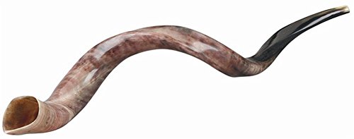 Ultimate Judaica Kosher Shofar Yemenite Horns - Shofar Size X-Sm - 21.7 inch -24 inch 